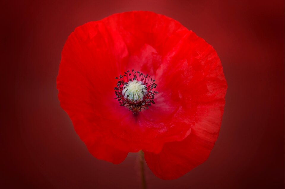 Red flower blossom bloom