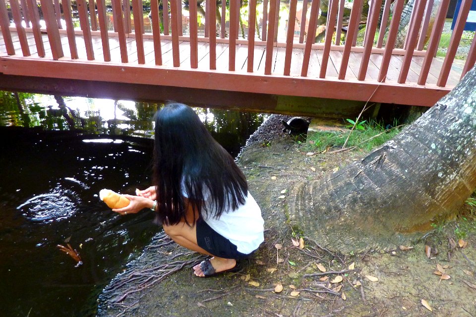 Baby feeding the breakfast bread to the little turtles