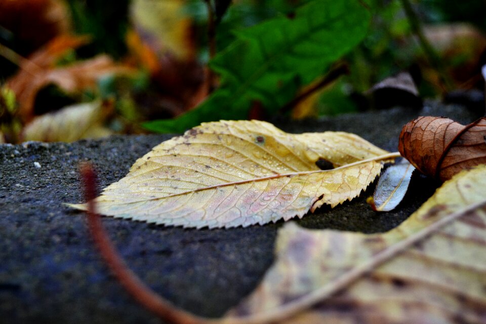 Autumn macro nature
