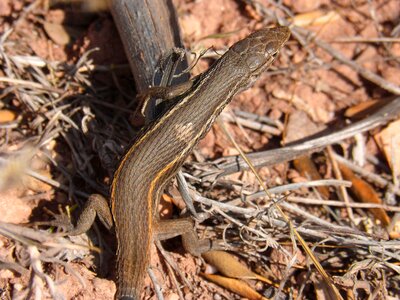 Sargantana detail reptiles