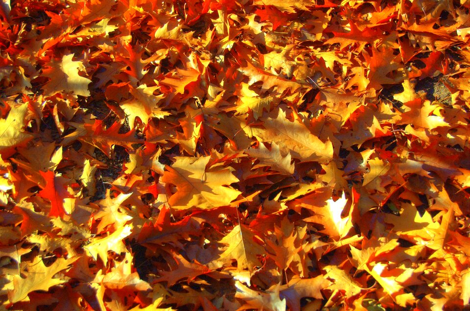 Colors season nature