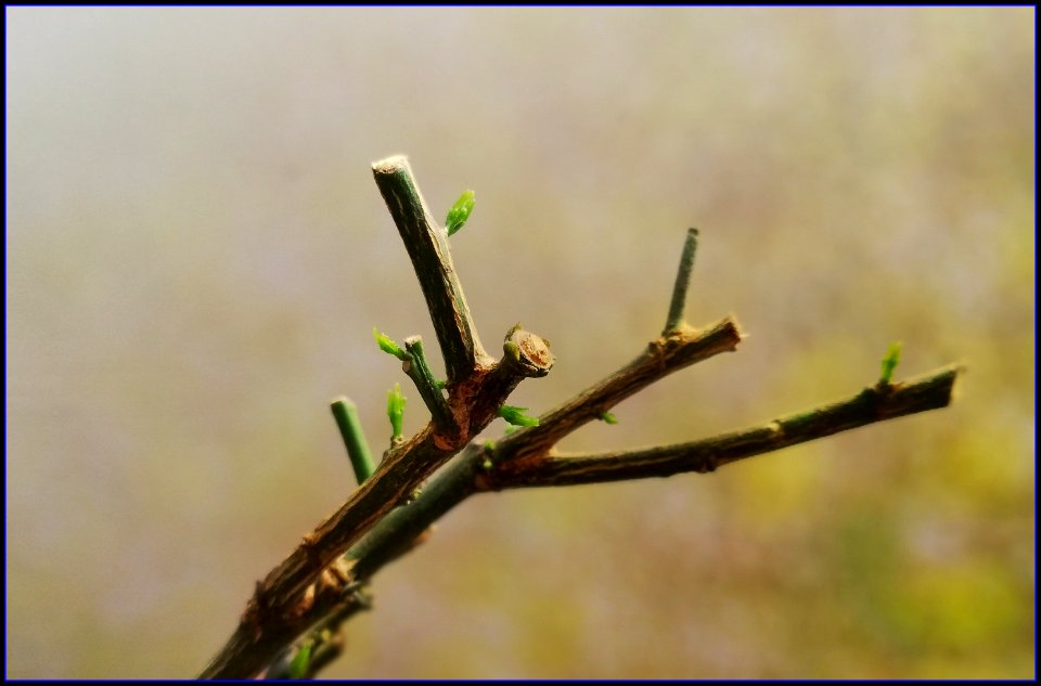 new shoots coming out