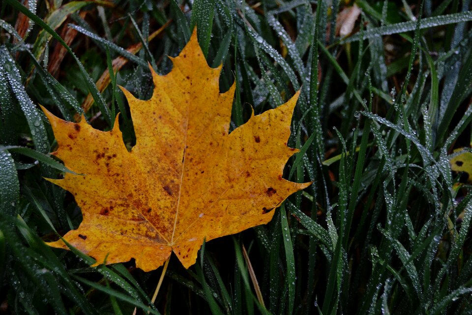 Sheet macro nature