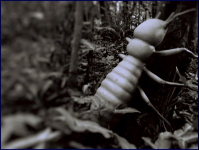 07 bug sculpture @ Sentosa nature walk photo