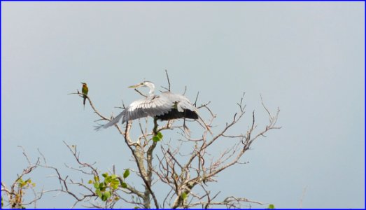 kingfisher and heron - heron taking off photo