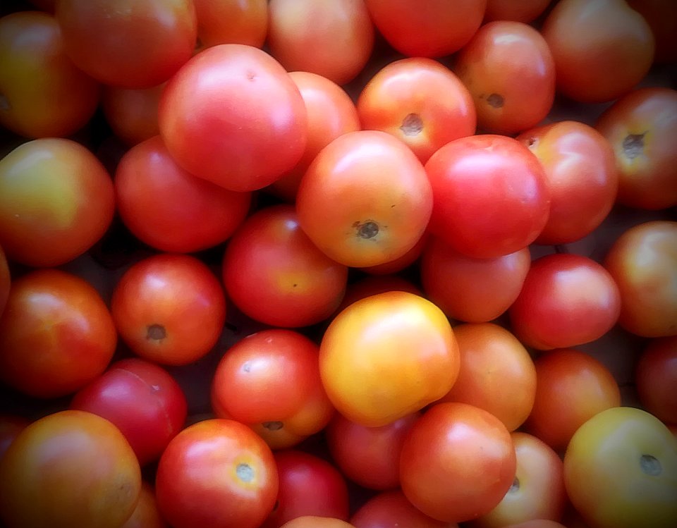 tomato - full of vitamin A photo