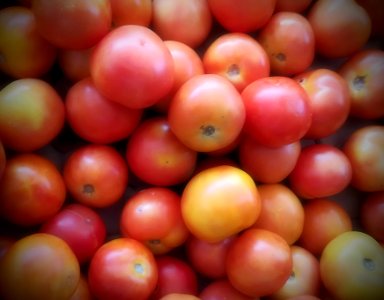 tomato - full of vitamin A photo