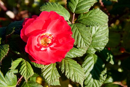 Nature flower rose