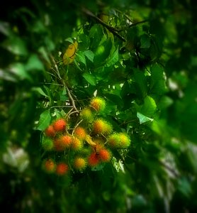 rambutan - sweet single seed fruit photo