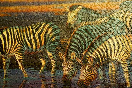 Puzzled Zebra