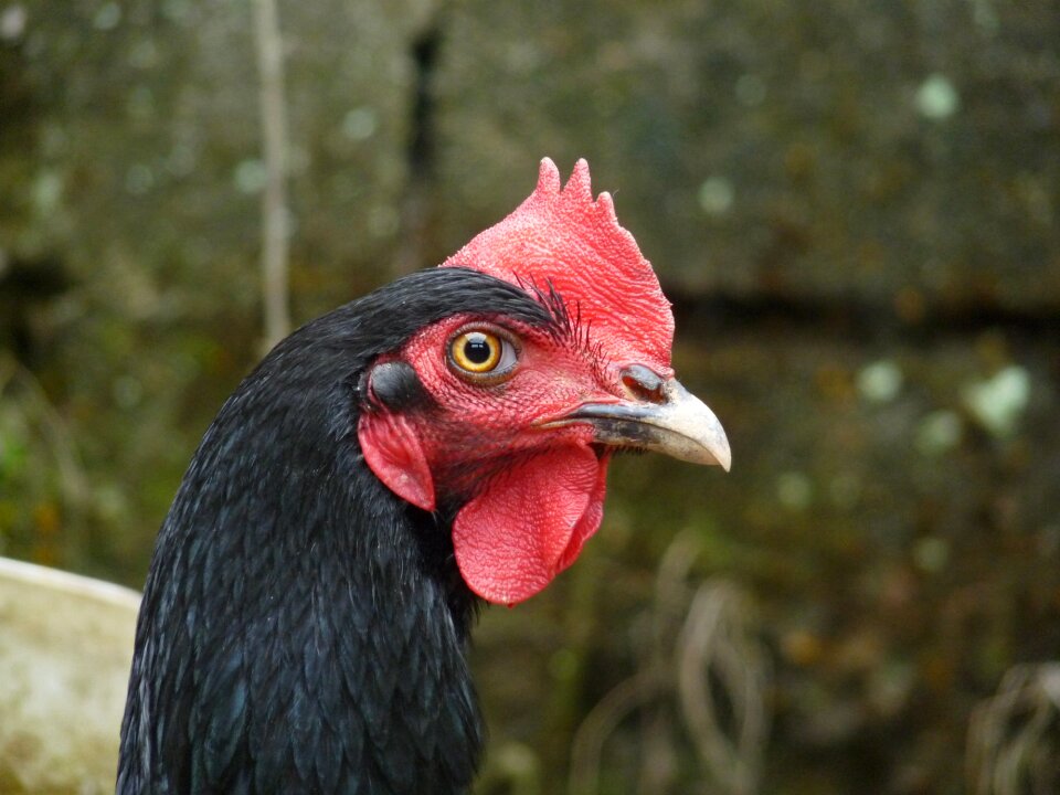 Chicken ubatuba animals