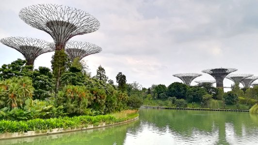 160351a supertrees @ gardens by the bay photo