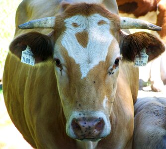 Cow head pattern cattle