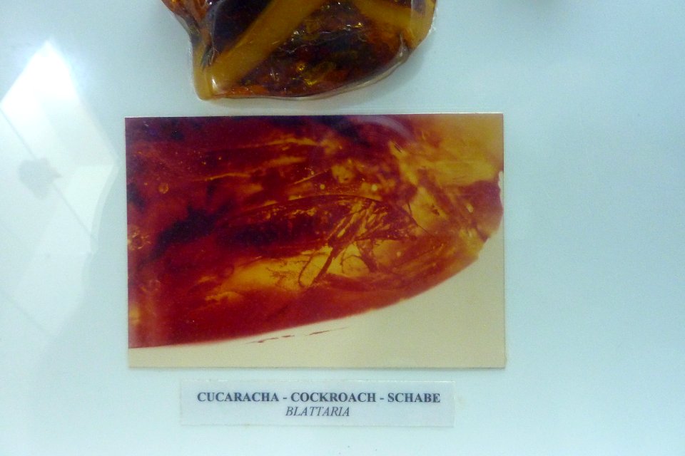 Museo del Ambar - cucaracha atrapada en ambar.