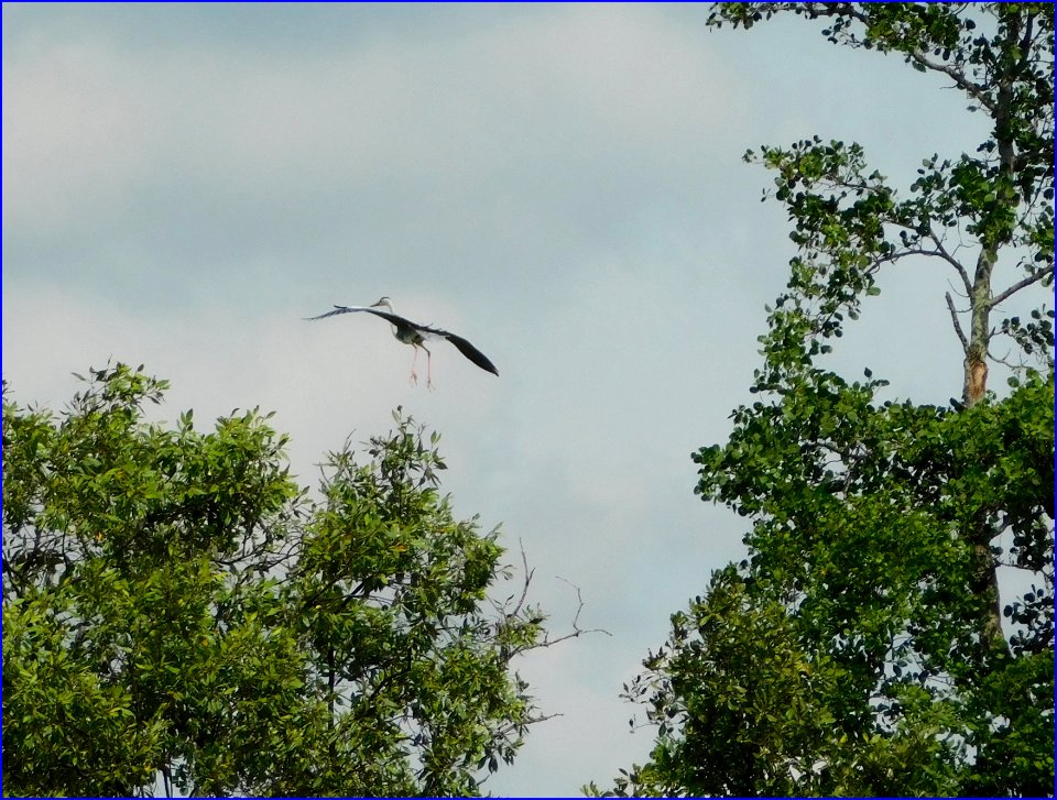 prepare to land