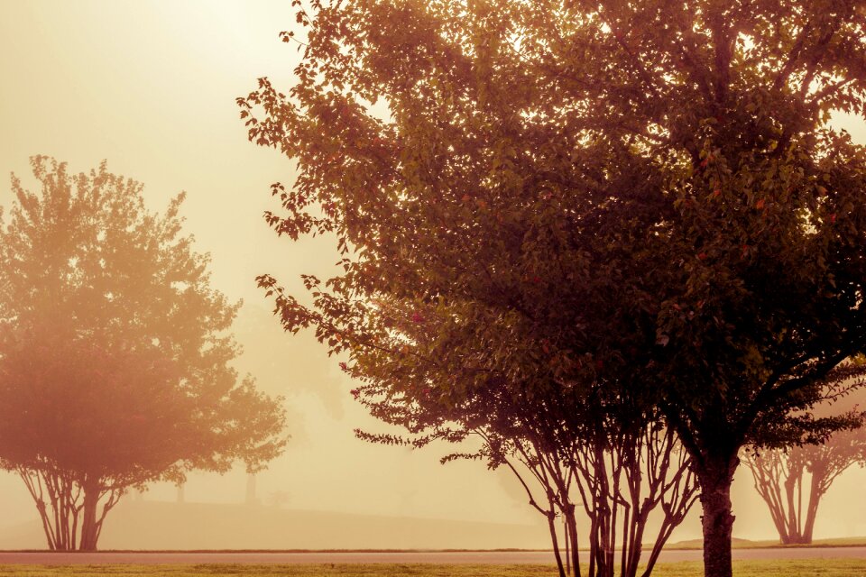 Fog plant autumn