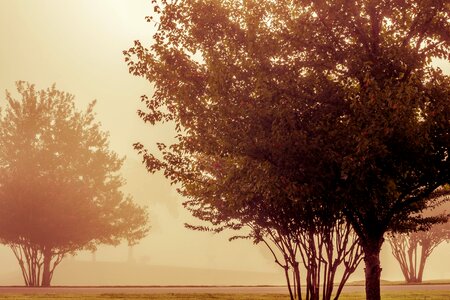 Fog plant autumn photo