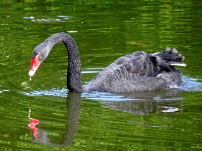 black swan swimming photo