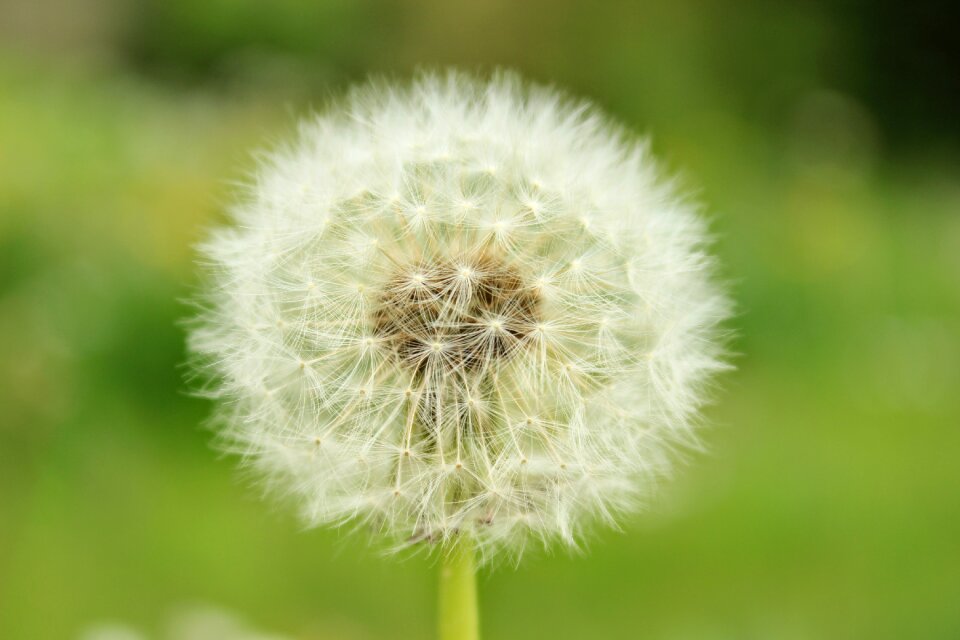 White seeds pointed flower