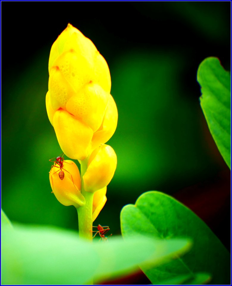 flower and pollinator