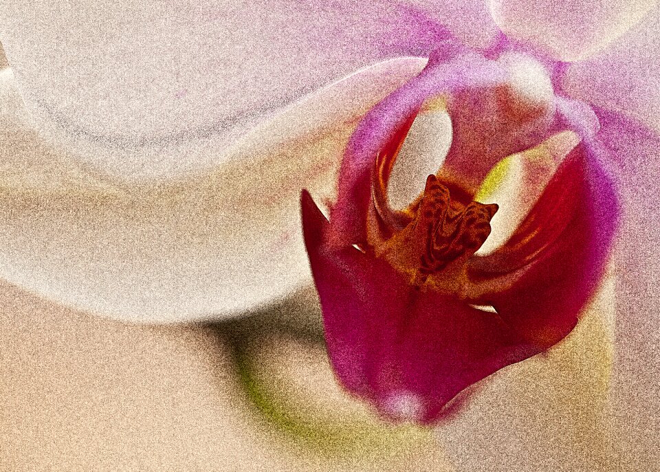 Blooming flowering flower petals