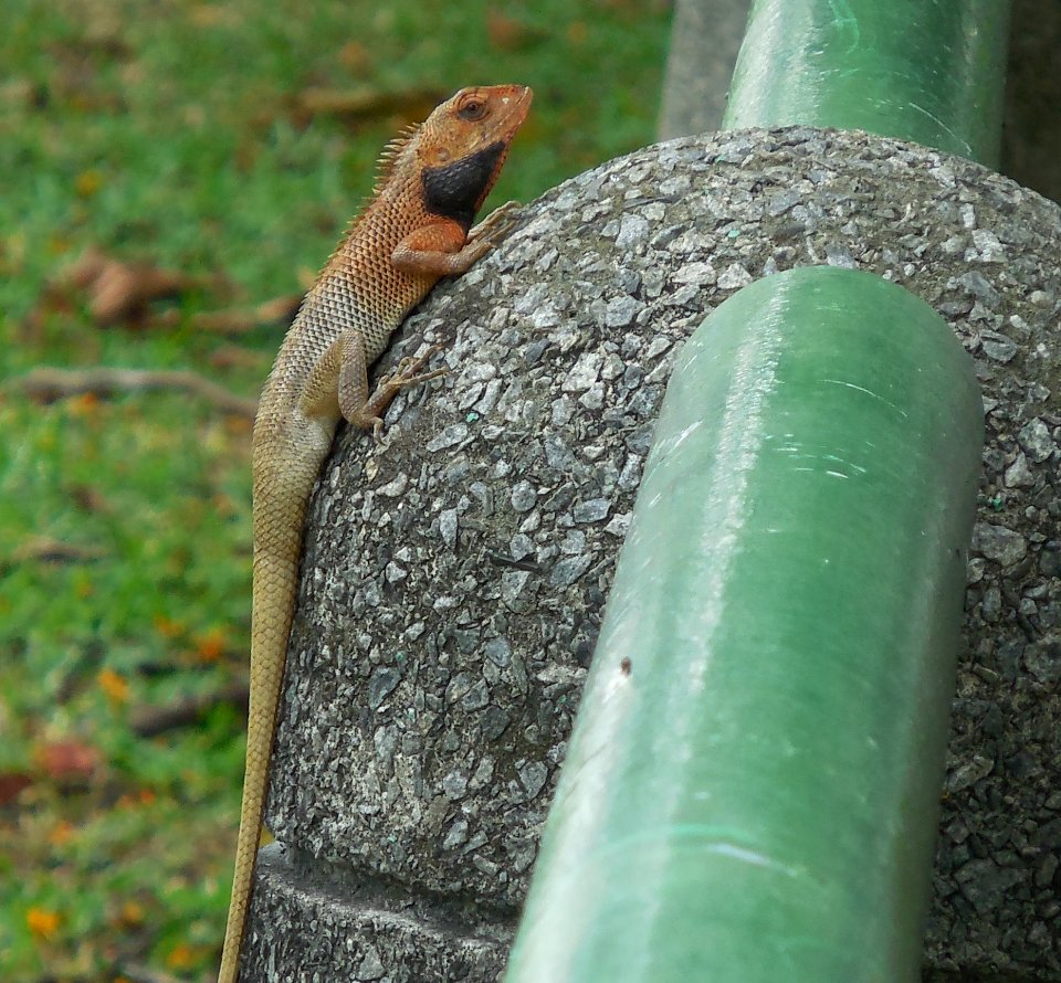 lizard in alert stage