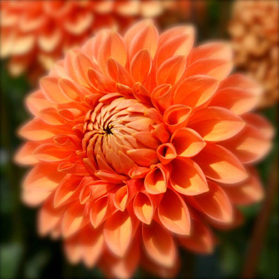 Nature flower garden blossom
