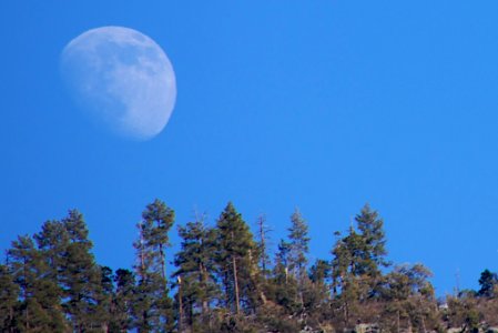 Moon and Trees