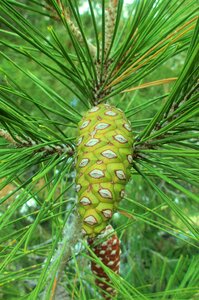 Pine needles green forest photo