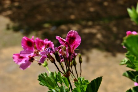 Hortensia (Hydrangea). Pino Montano (Sevilla).