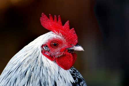Portrait profile beak