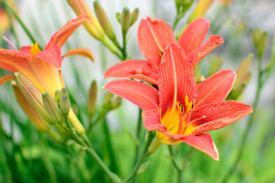 Orange flower plant