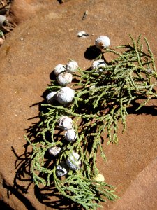 Juniper Buries on Sandstone
