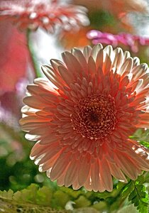 Flora nature cut flower