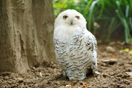 Nature predator portrait