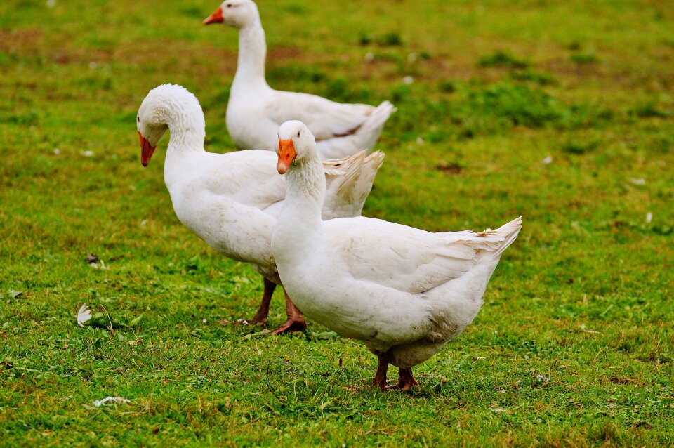 Plumage animal domestic goose