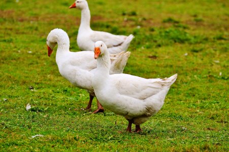 Plumage animal domestic goose