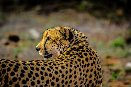Africa animal predator