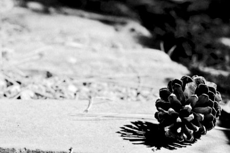 Lonely Life of a Pine Cone