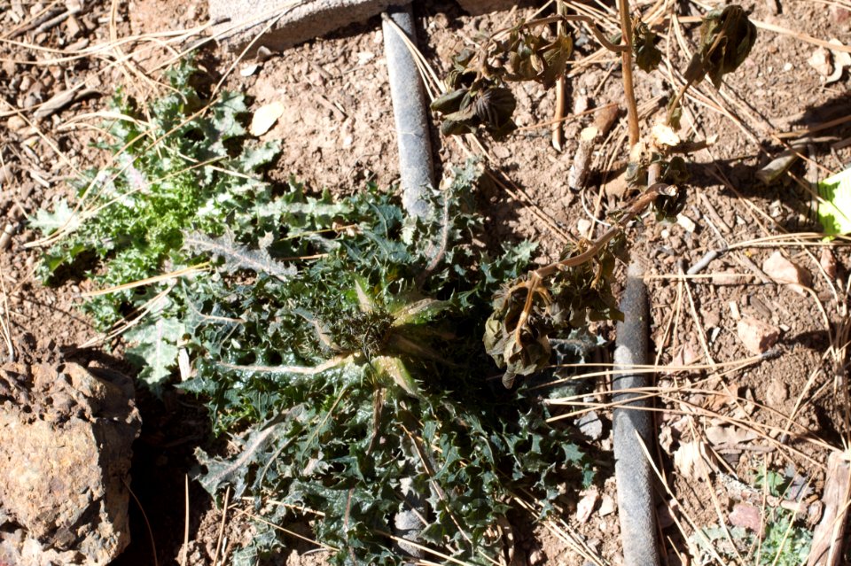 Weeds Thrive