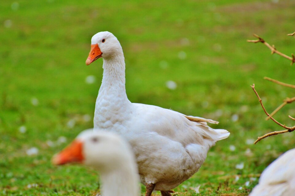 Plumage animal domestic goose