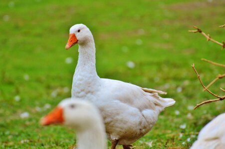 Plumage animal domestic goose photo