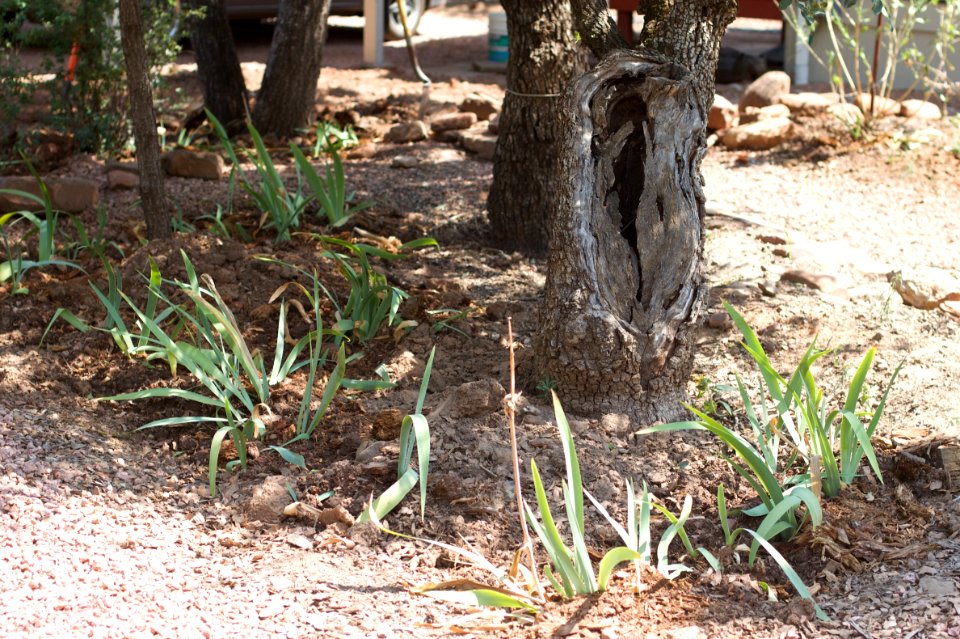 New Home for Irises