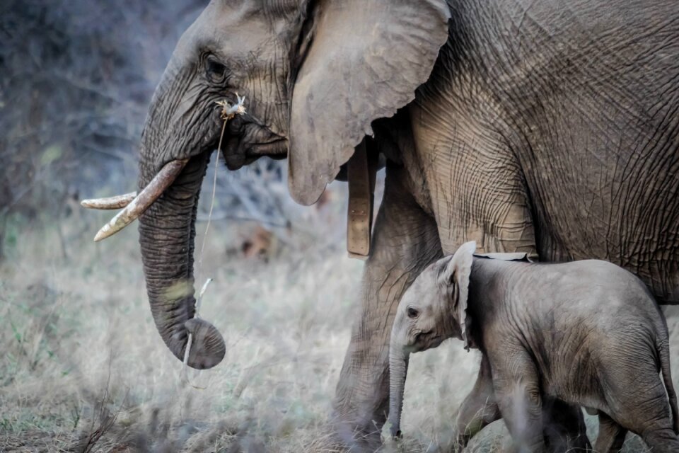 Animal wildlife africa