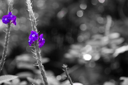 Spring plant bloom