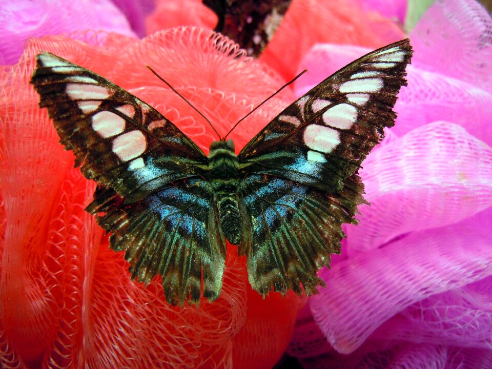 Butterfly colorful Free photos