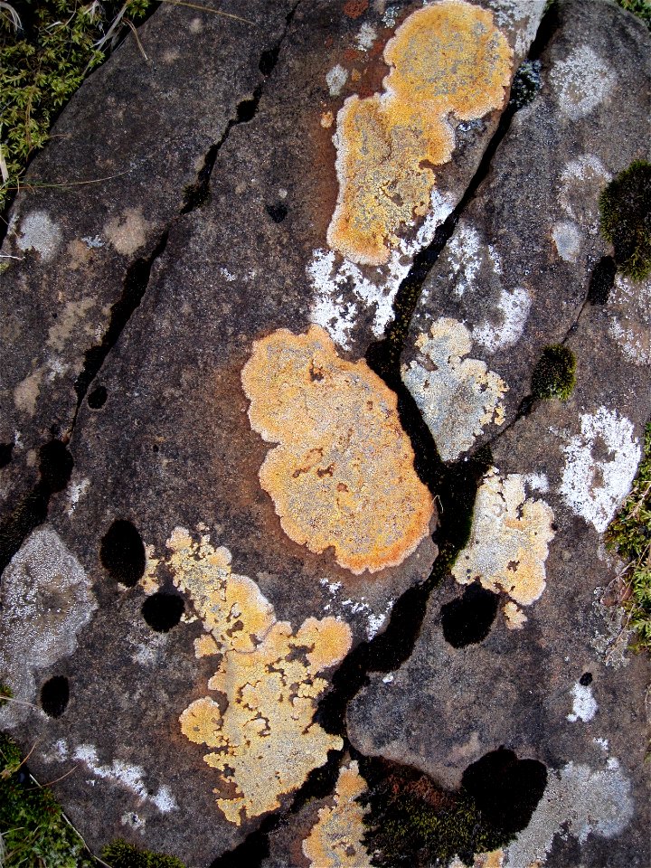 31 Flavors of Lichen and Moss