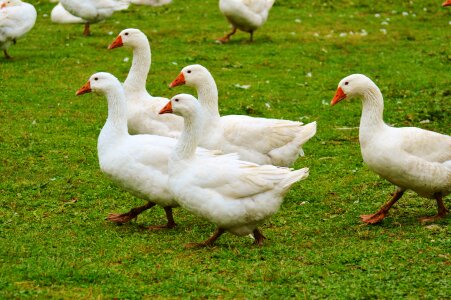 Plumage animal domestic goose