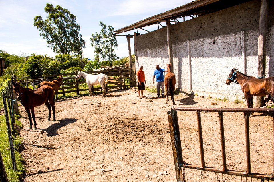 19.11.2019 - 5ª edição do projeto Adoção de cavalos - Foto Michel Corvello