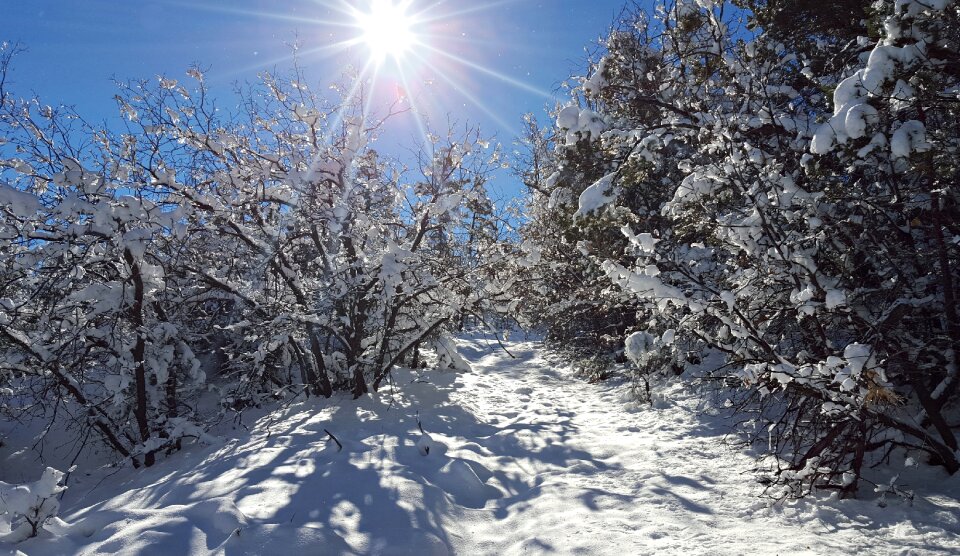 White frost cold photo